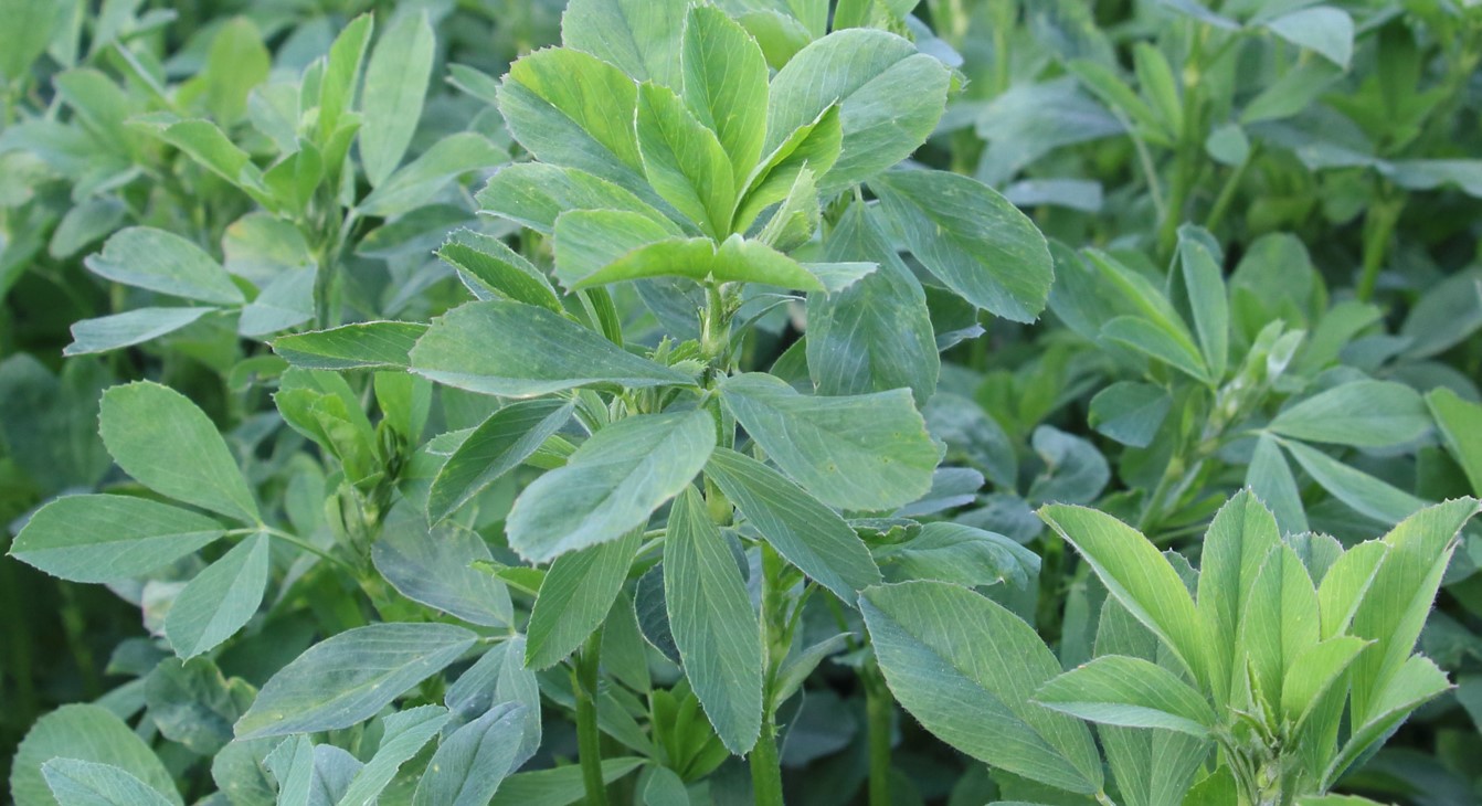 ALFALFA ATLIXQUEÑA PELETIZADA