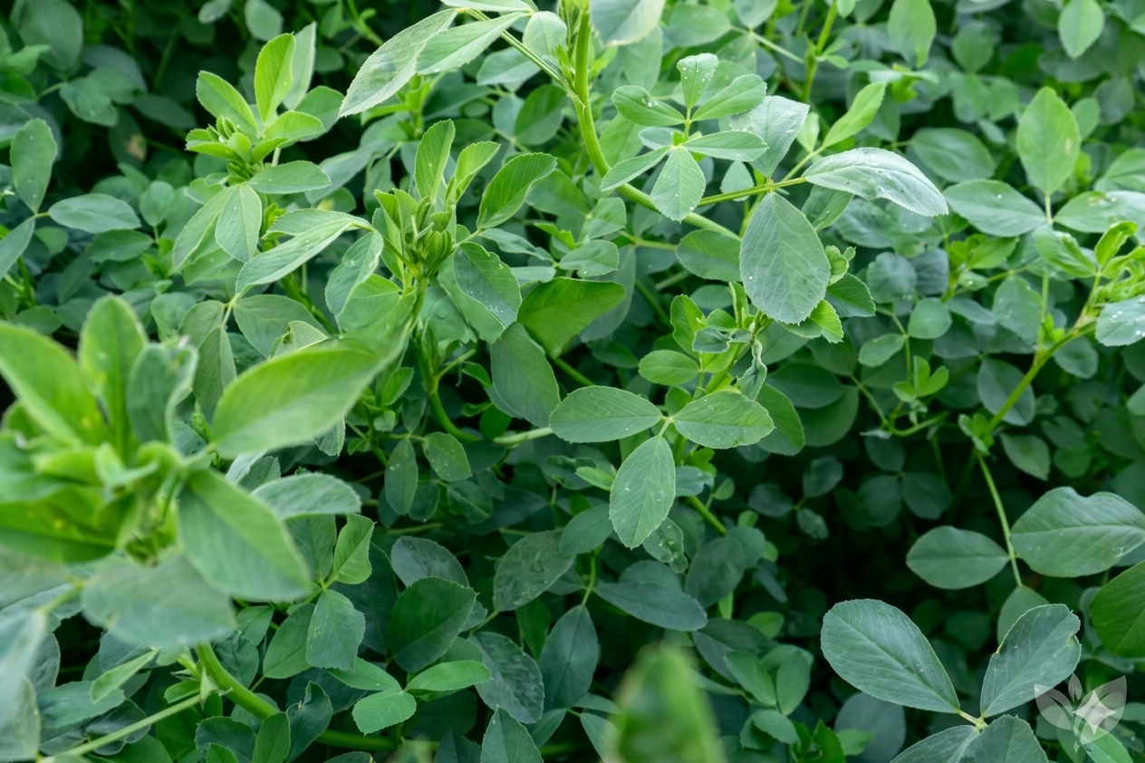 ALFALFA ATLIXQUEÑA PELETIZADA